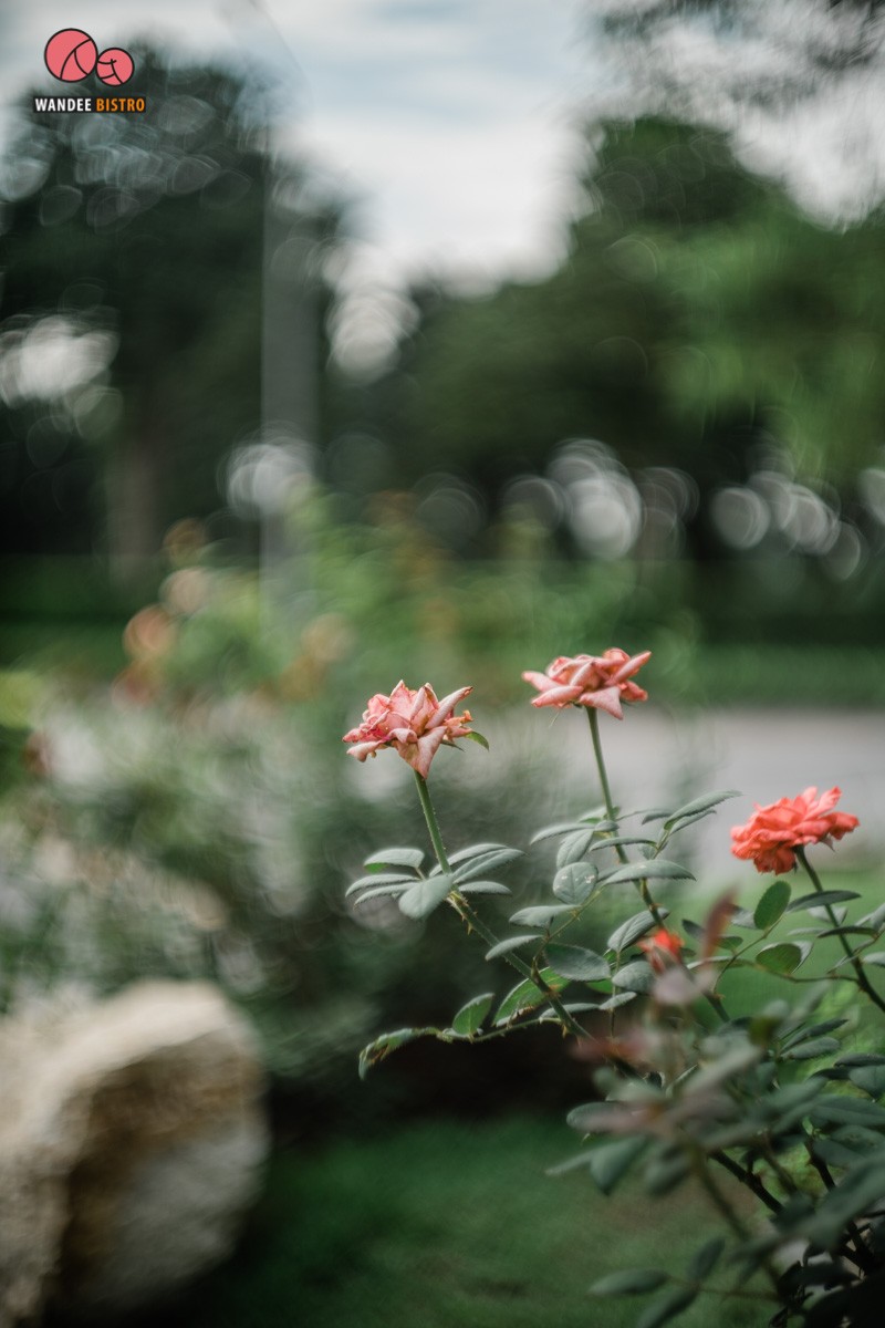 888 little hill คาเฟ่กระท่อมสุดคิวท์ ทุกเมนู 20 บาท บรรยากาศร่มรื่น สดชื่นมากเวอร์ 888 little hill คาเฟ่กระท่อมสุดคิวท์ ทุกเมนู 20 บาท บรรยากาศร่มรื่น สดชื่นมากเวอร์