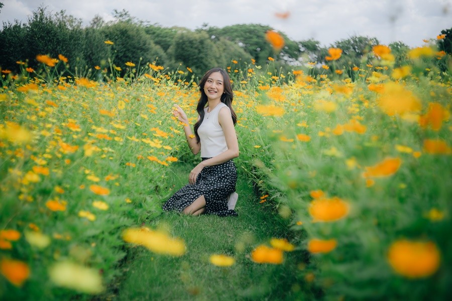 ทุ่งดอกคอสมอส สวนรถไฟ งดงามเหลืองอร่าม บานสะพรั่ง