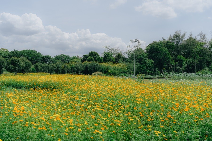ทุ่งดอกคอสมอส สวนรถไฟ งดงามเหลืองอร่าม บานสะพรั่ง