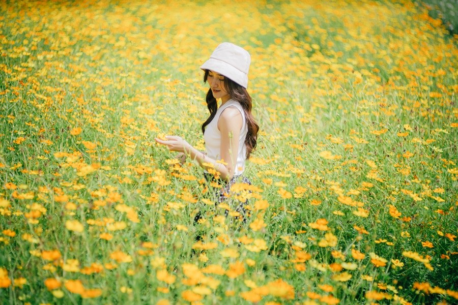 ทุ่งดอกคอสมอส สวนรถไฟ งดงามเหลืองอร่าม บานสะพรั่ง