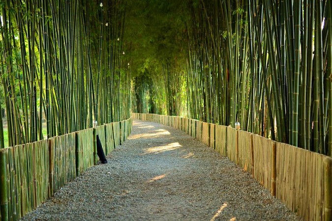5 ที่เที่ยวเชียงใหม่ สวยเหมือนได้ไปเที่ยวญี่ปุ่น