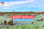 จุดชมวิว ทุ่งบัวแดง อบต.บึงคำพร้อย จ.ปทุมธานี