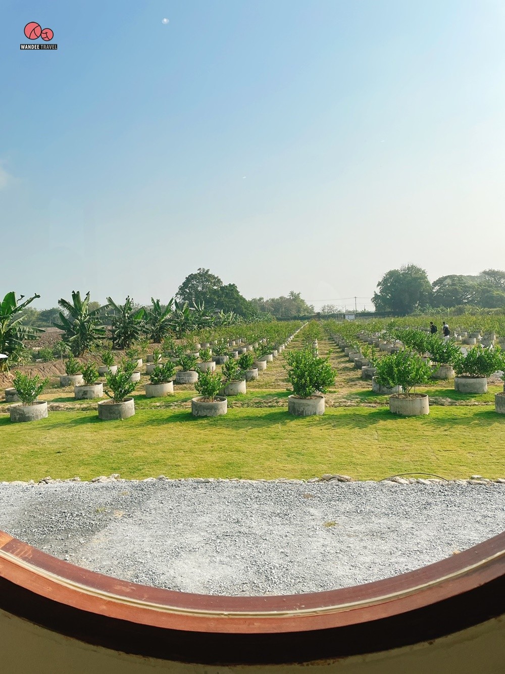 Lemon me Farm คาเฟ่สวนมะนาวสไตล์ญี่ปุ่น น่ารักหนักมาก ถ่ายรูปสวยทุกมุม