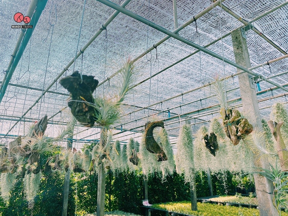 Lemon me Farm คาเฟ่สวนมะนาวสไตล์ญี่ปุ่น น่ารักหนักมาก ถ่ายรูปสวยทุกมุม