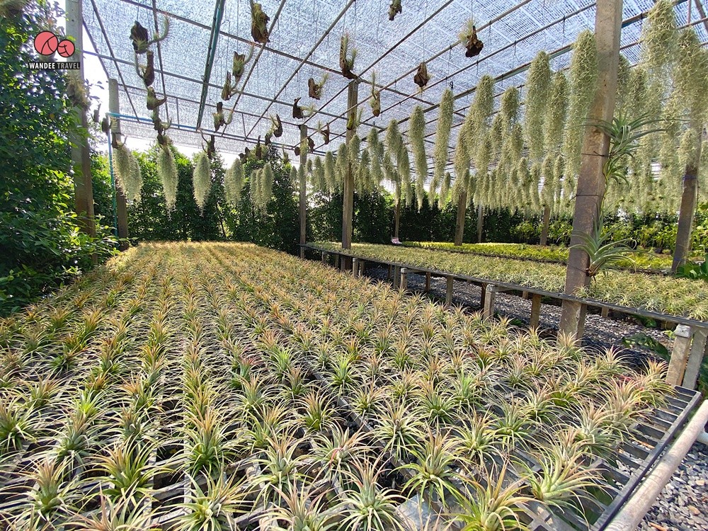 Lemon me Farm คาเฟ่สวนมะนาวสไตล์ญี่ปุ่น น่ารักหนักมาก ถ่ายรูปสวยทุกมุม