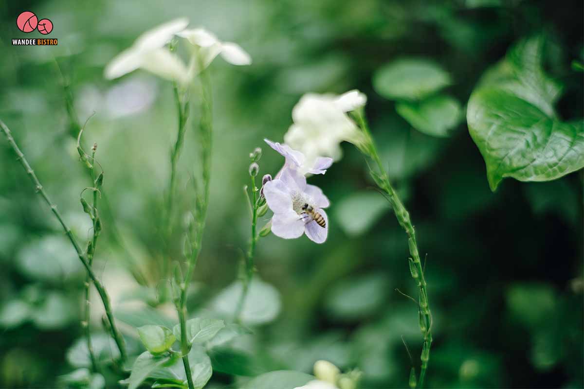 Poomjai Garden ภูมิใจการ์เด้นท์ - ร้านคาเฟ่ในสวนลิ้นจี่ พักผ่อนกับบรรยากาศธรรมชาติ ท่ามกลางต้นไม้นานาพันธุ์